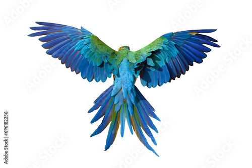 Beautiful feathers on the back of Harlequin Macaw parrot isolated on transparent background. photo
