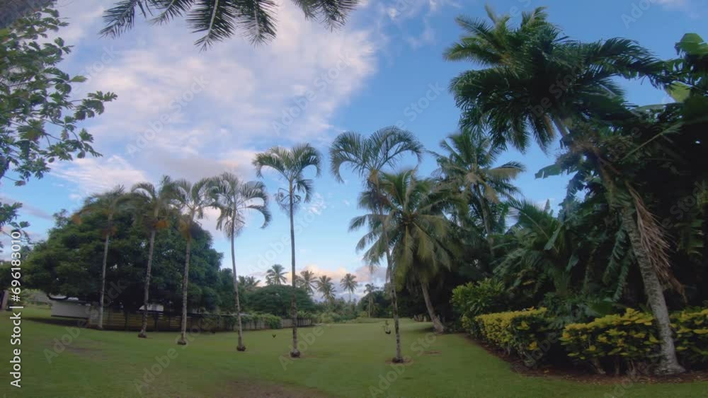 wide angle handhold still look up from grass land bush vegetation to top of coconut trees during sunset blue sky clouds good weather day with orange pink clouds and sunshine light in pacific island wide angle handhold still look up from grass land bush vegetation to top of coconut trees during sunset blue sky clouds good weather day with orange pink clouds and sunshine light in pacific island