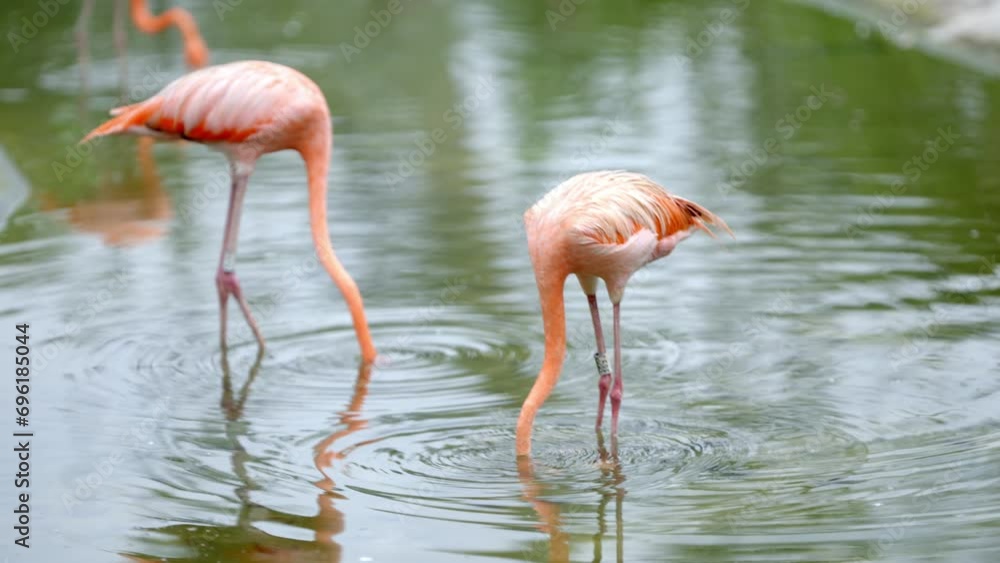 American flamingo at Bird Paradise in Mandai, Singapore American flamingo at Bird Paradise in Mandai, Singapore
