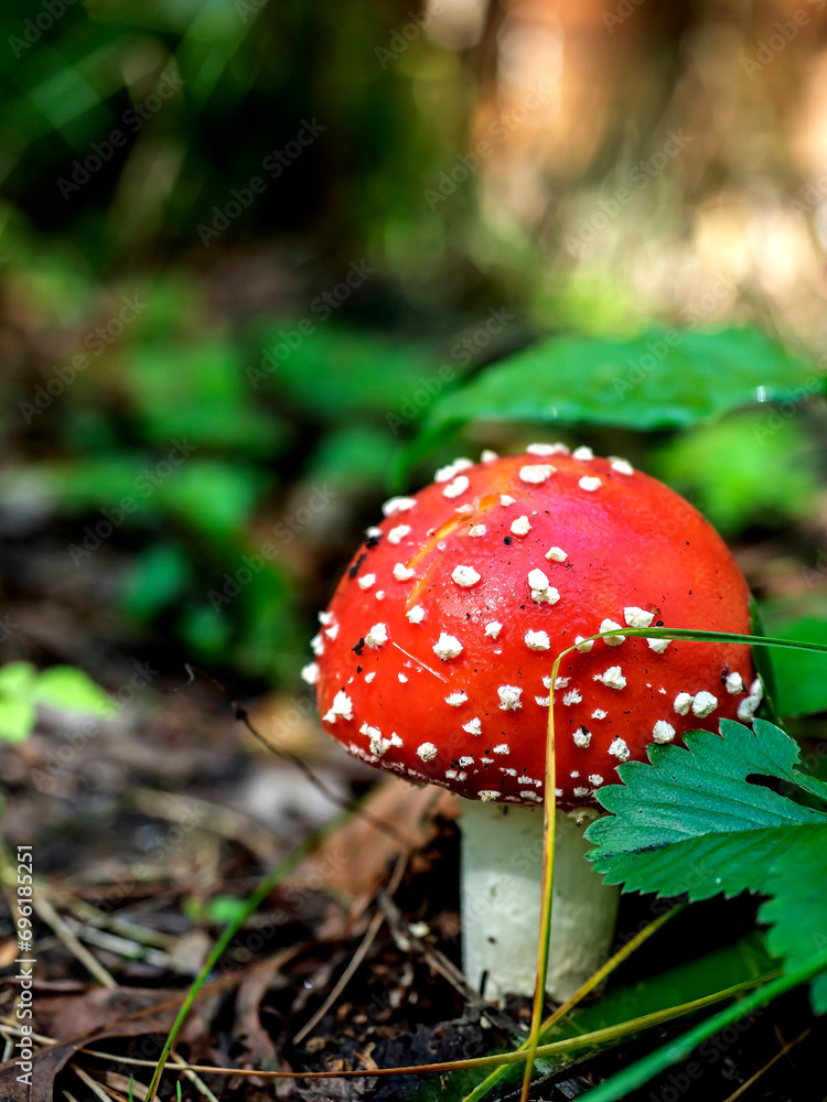 bright red fly agaric in the forest among green grass bright red fly agaric in the forest among green grass