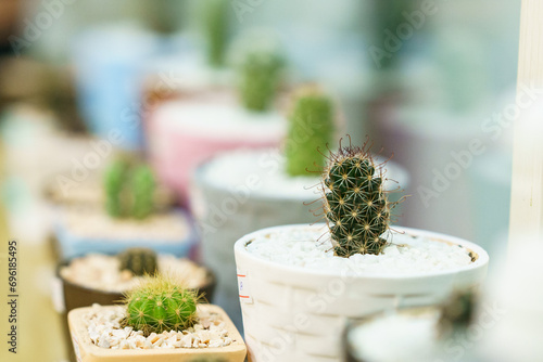 Cactus set on the table