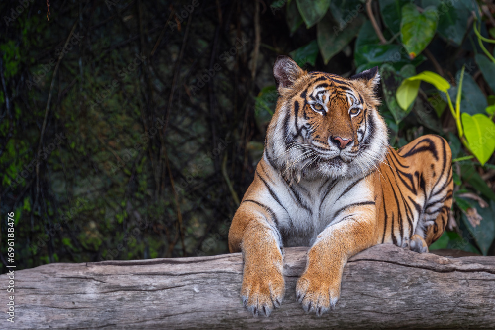 Obraz premium Big Tiger sit on the wood in wild
