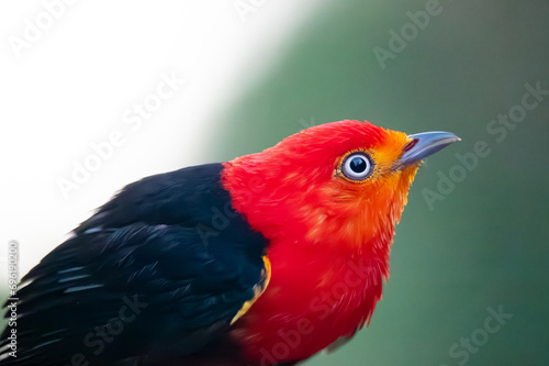 The Amazing and mystical Red Uirapuru in the Amazon rainforest