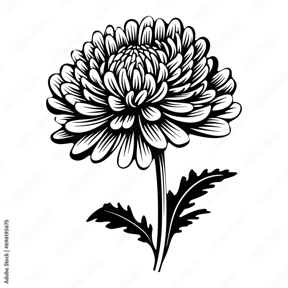 Illustration of a Chrysanthemum flower. Illustration of a Chrysanthemum flower.
