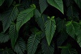 Green fresh tropical big leafs background. Organic plant texture.