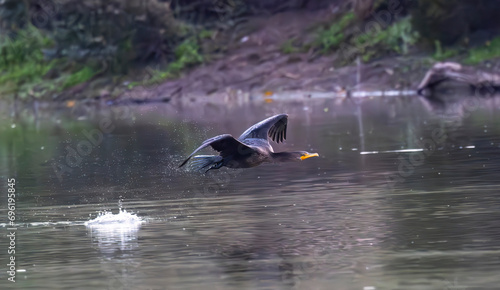 A cormorant taking flight from a lake