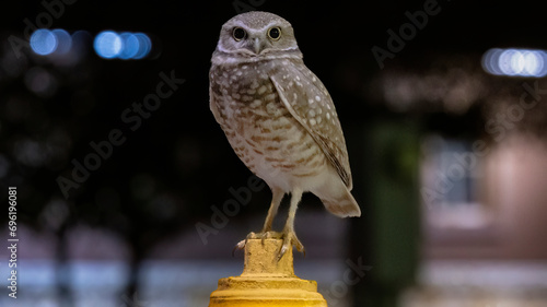 A burrowing Owl under the lights