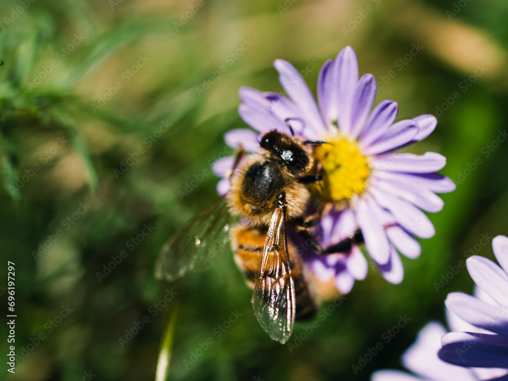 bee on a flower bee on a flower