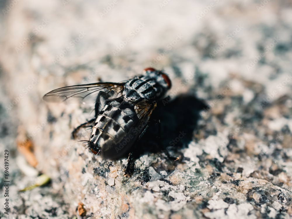 Close up of a fly Close up of a fly