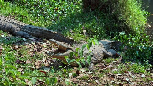 Nile crocodile (Crocodylus niloticus) lying on the shore opens its mouth. Madagascar. photo