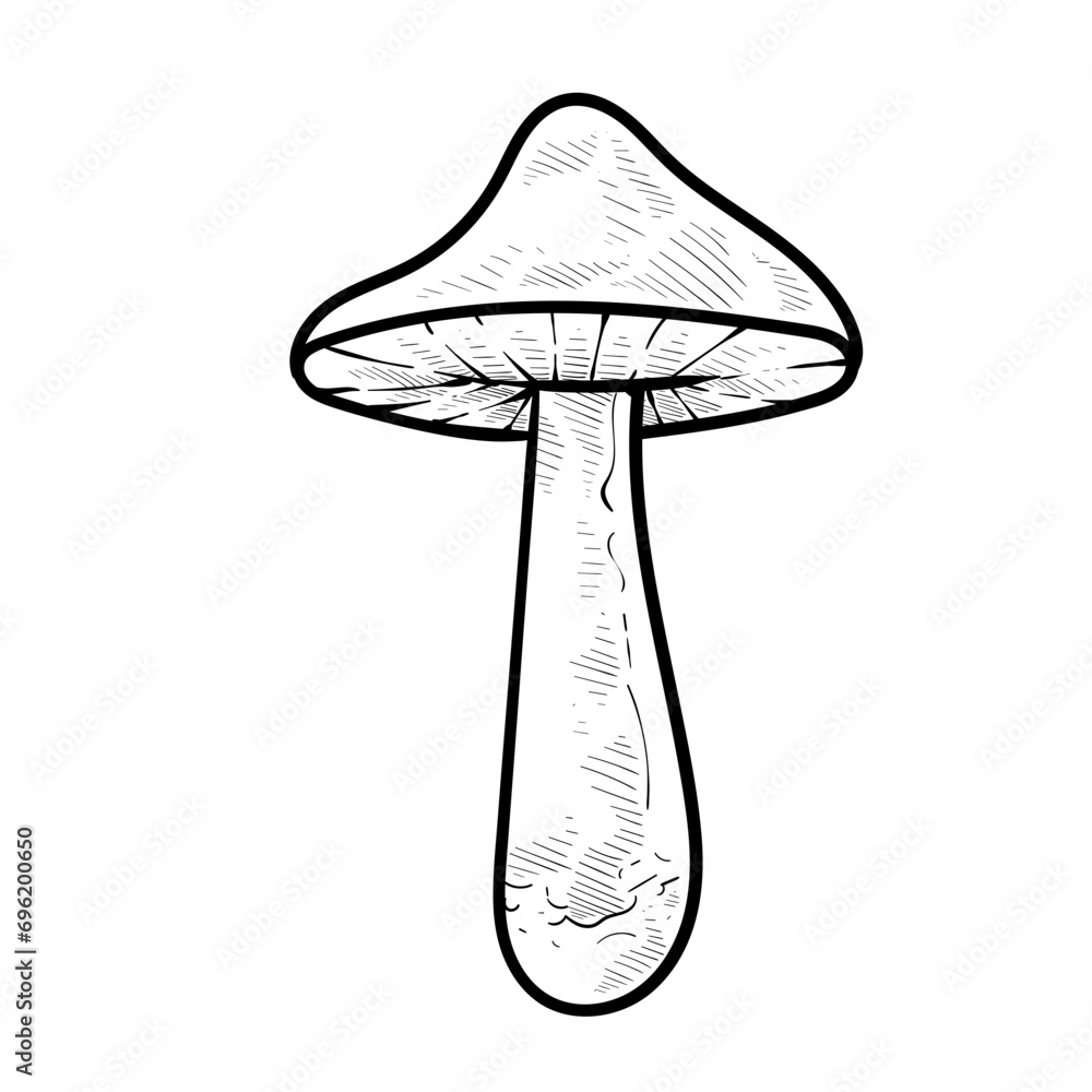 mushroom handdrawn illustration mushroom handdrawn illustration