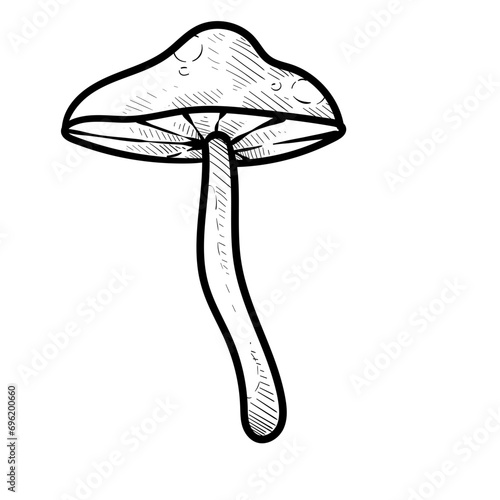 mushroom handdrawn illustration