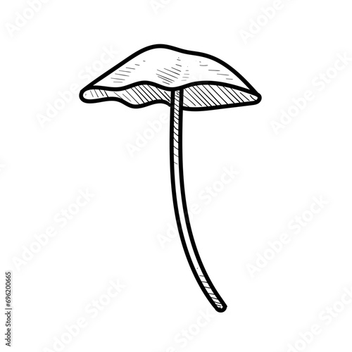 mushroom handdrawn illustration