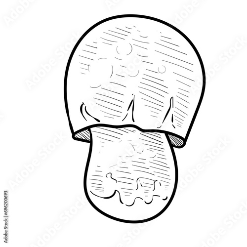 mushroom handdrawn illustration