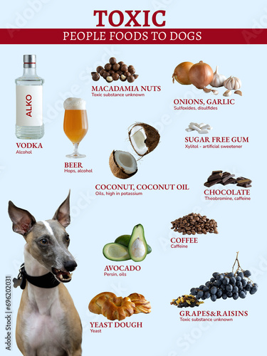 Chart of Dangerous Foods for Dogs. Common foods are toxic to dogs. Hazardous substances in products.