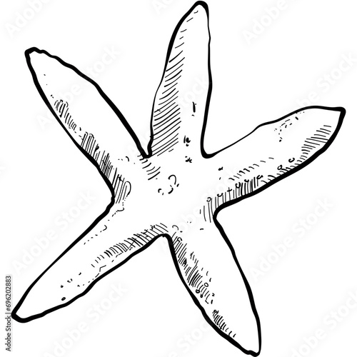 starfish handdrawn illustration