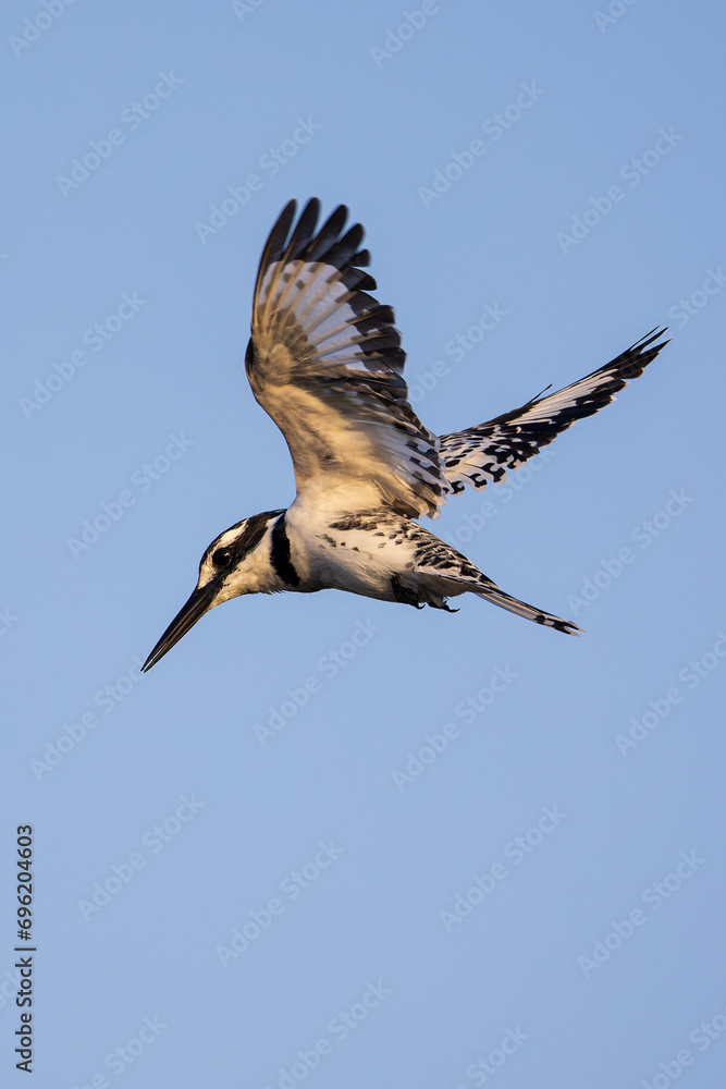 Obraz premium Pied Kingfisher catching fish
