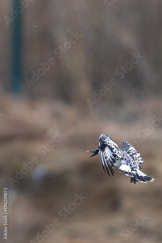 Pied Kingfisher catching fish