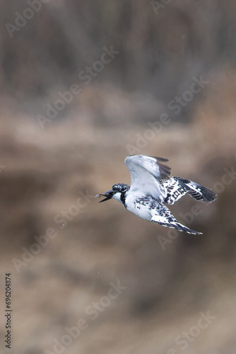 Pied Kingfisher catching fish