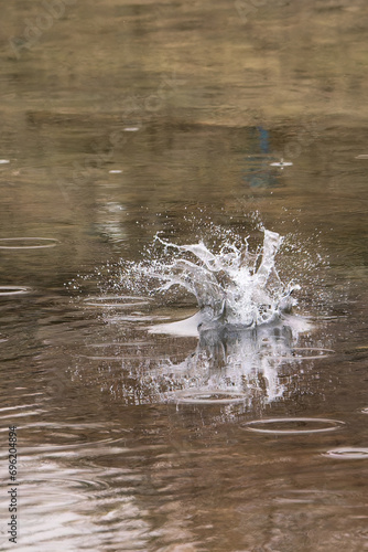 Pied Kingfisher catching fish