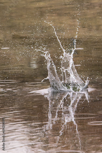 Pied Kingfisher catching fish
