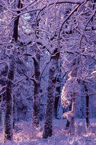 453-56 Sunrise Snow Forest photo