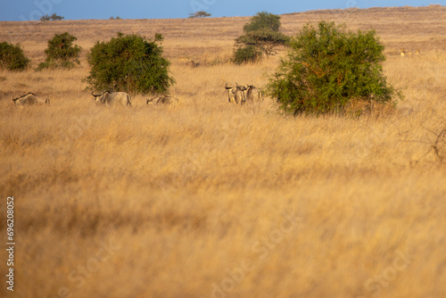 Lions (Panthera leo) hunting in the grasslands of Kenya looking at oncoming Wildebeest