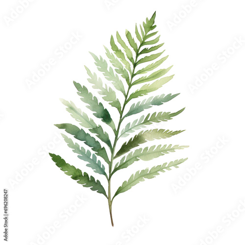 Watercolor illustration of fern leaf isolated on background. PNG transparent background.