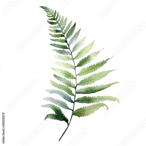 Watercolor illustration of fern leaf isolated on background. PNG transparent background. photo