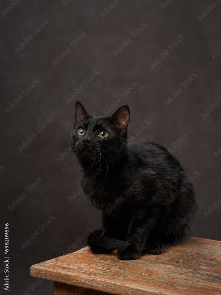 A glossy black cat sits alert on a wooden surface, eyes bright with curiosity against a muted backdrop