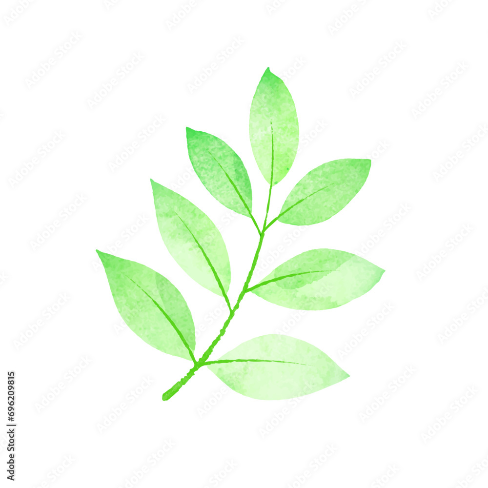 Vector green watercolor branch design element on white