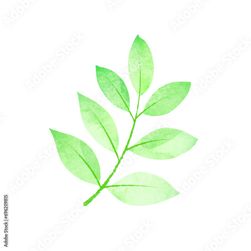 Vector green watercolor branch design element on white