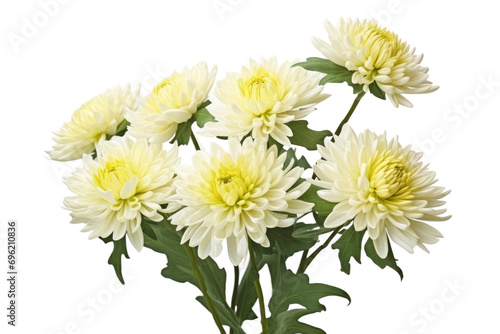 Chrysanthemum Beauty Isolated On Transparent Background