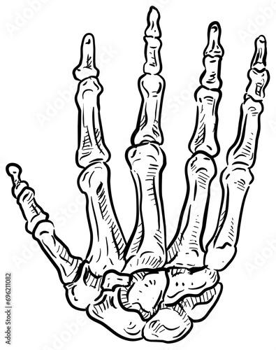 finger bones handdrawn illustration