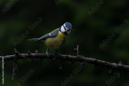 Eurasian Blue Tit (Cyanistes caeruleus) on a branch in the forest of Noord Brabant in the Netherlands. Autumn background. 