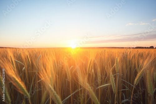 sunrise over a golden wheat field