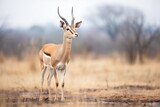 impala male standing watch over territory