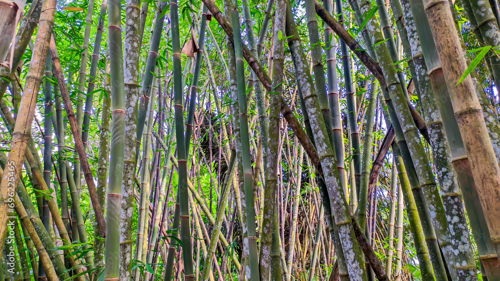 Obraz premium Bamboo tree background in Indonesia's green bamboo forest