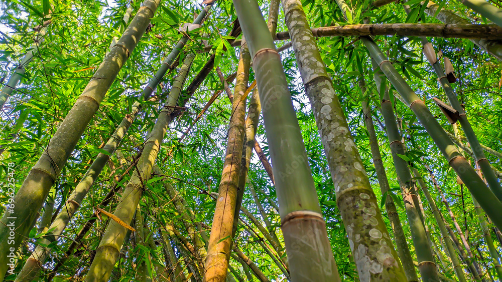 Fototapeta premium Bamboo tree background in Indonesia's green bamboo forest