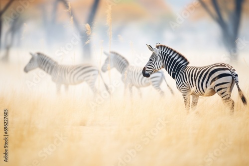 zebras in a dust cloud while grazing
