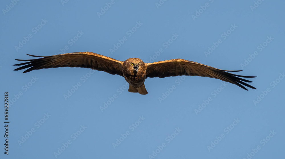 western marsh hairrier in flight western marsh hairrier in flight