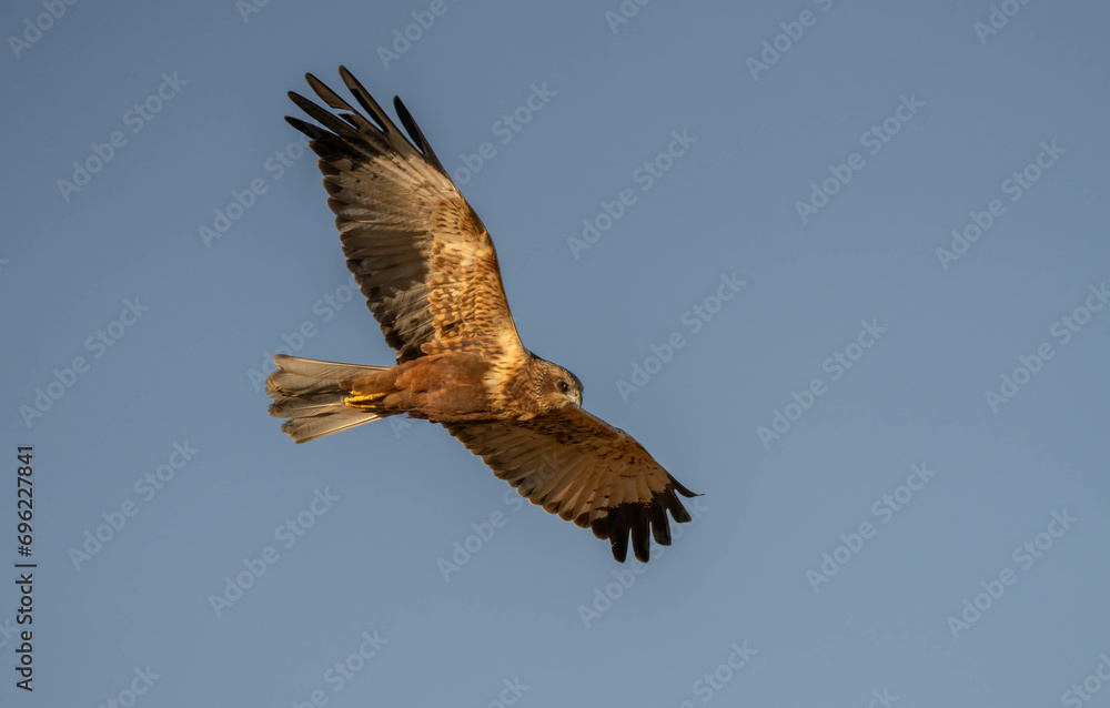 Fototapeta premium western marsh harrier in flight