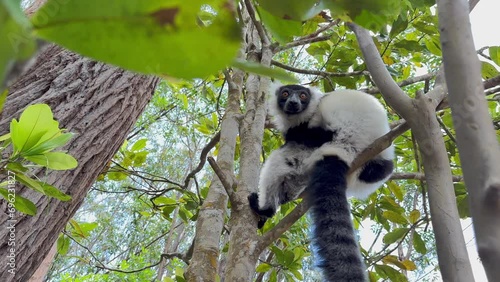 Black-and-white ruffed lemur (Varecia variegata) cleans itself and then looks around. Madagascar.