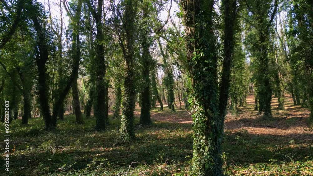 Scary Woods With Tree Trunks Covered With Crawling Ivy Plants. Pan Right Shot Scary Woods With Tree Trunks Covered With Crawling Ivy Plants. Pan Right Shot