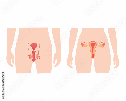Human male and female reproductive system vector illustration photo