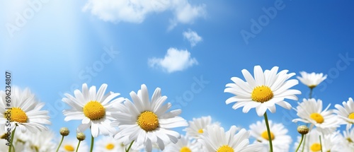 Fototapeta Naklejka Na Ścianę i Meble -  Green grass and daisies in the meadow against the blue sky. Spring or summer nature with blooming white daisies in the sun's glare. Soft focus.
