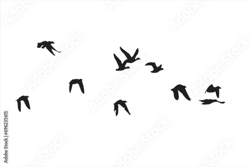 Birds flying with a natural distribution. Vector images. White background. 