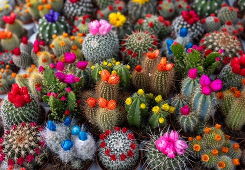 Colorful miniature cacti at the flower market, Amsterdam, Holland, The Netherlands photo