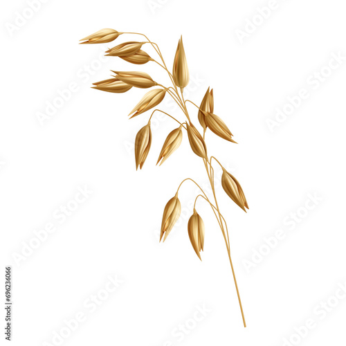 Vector cereal plants, oat spikelets, barley ears, wheat or rye with grains isolated photo