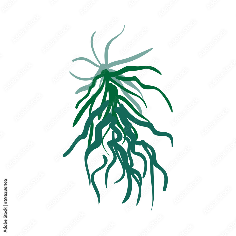 Fototapeta premium Vector wrack seaweed cartoon isolated on white